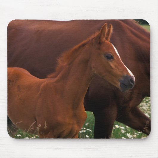 アラブ馬と母馬 マウスパッド (正面)