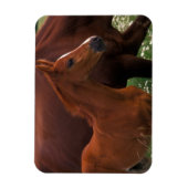 アラブ馬と母馬 マグネット (縦)