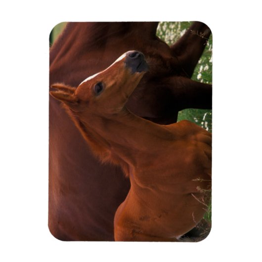 アラブ馬と母馬 マグネット (縦)