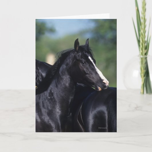 アラブ馬の引っ掻き カード (正面)