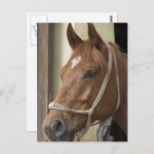 アラブ馬はがき ポストカード (正面/裏面)