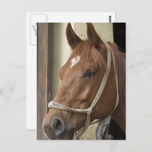 アラブ馬はがき ポストカード (正面/裏面)