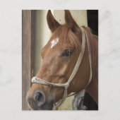 アラブ馬はがき ポストカード (正面)