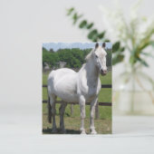 アラブ馬はがき ポストカード (スタンド正面)