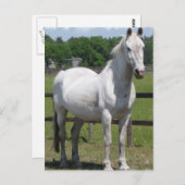 アラブ馬はがき ポストカード (正面/裏面)