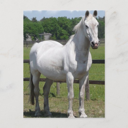 アラブ馬はがき ポストカード (正面)