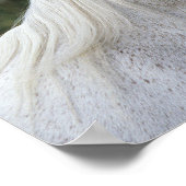 アラブ馬ヘッドショット1 ポスター (角)