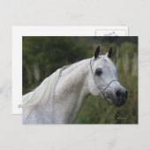 アラブ馬ヘッドショット1 ポストカード (正面/裏面)