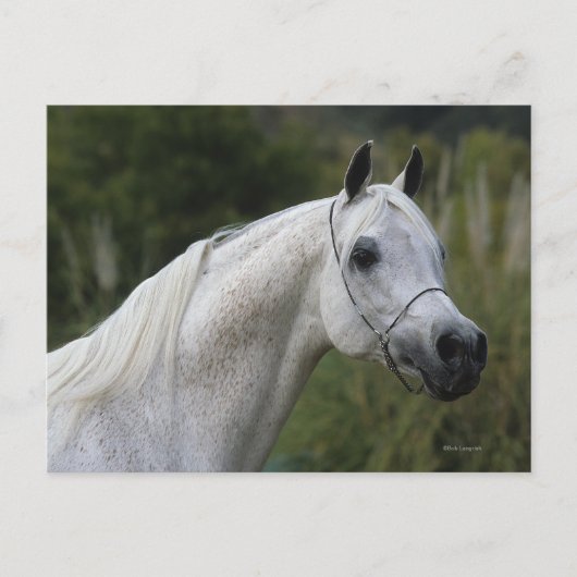 アラブ馬ヘッドショット1 ポストカード (正面)