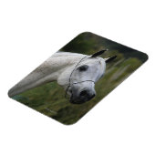 アラブ馬ヘッドショット1 マグネット (左側)