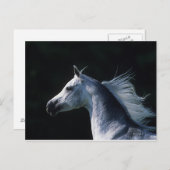 アラブ馬ヘッドショット2 ポストカード (正面/裏面)
