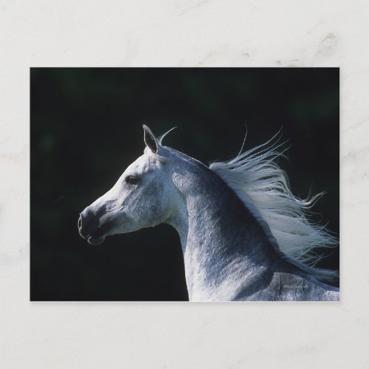 アラブ馬ヘッドショット2 ポストカード (正面)