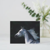 アラブ馬ヘッドショット2 ポストカード (スタンド正面)
