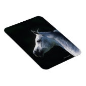 アラブ馬ヘッドショット2 マグネット (右側)