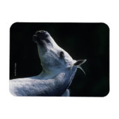 アラブ馬ヘッドショット2 マグネット (横)