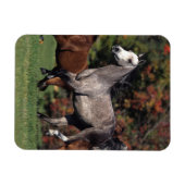 アラブ馬ランニング団 マグネット (横)