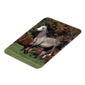 アラブ馬ランニング団 マグネット (左側)