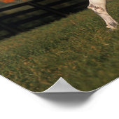 アラブ馬：秋2 ポスター (角)