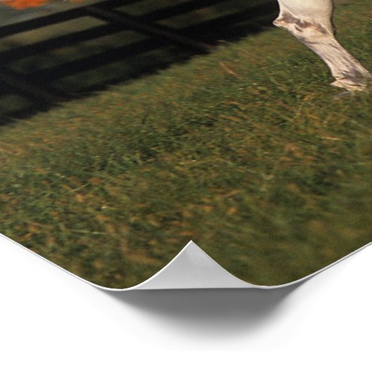 アラブ馬：秋2 ポスター (角)