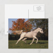 アラブ馬：秋2 ポストカード (正面/裏面)