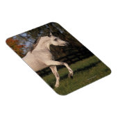 アラブ馬：秋2 マグネット (右側)