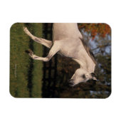 アラブ馬：秋2 マグネット (横)