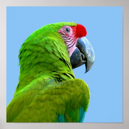 アラミリタリスグリーンオウム ポスター (正面)