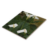 アラムまたはオランダカイウユリ、オランダカイウ属のaethiopica、 タイル (側面)