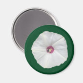 アラモつる植物 マグネット (正面/裏面)