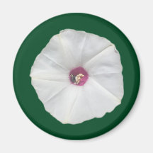 アラモつる植物