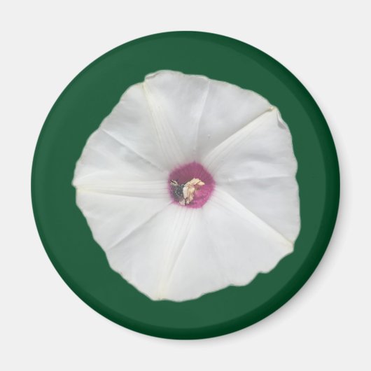 アラモつる植物 マグネット (正面)