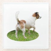 「アラートと準備完了：茶色と白のキツネ・テリア ガラスコースター (正面)