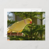 アラートルティノインディアンリングネック ポストカード (正面/裏面)