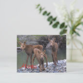 アラ生まれスで ポストカード (スタンド正面)