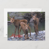 アラ生まれスで ポストカード (正面/裏面)