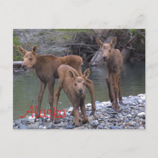 アラ生まれスで ポストカード