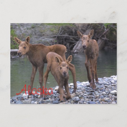 アラ生まれスで ポストカード (正面)