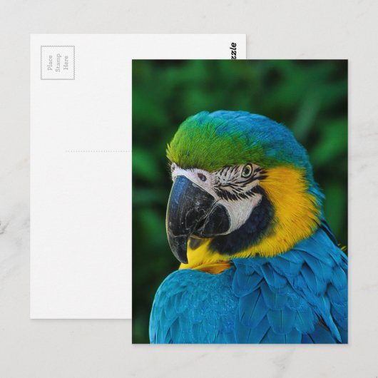 アラ・オウム ポストカード (正面/裏面)