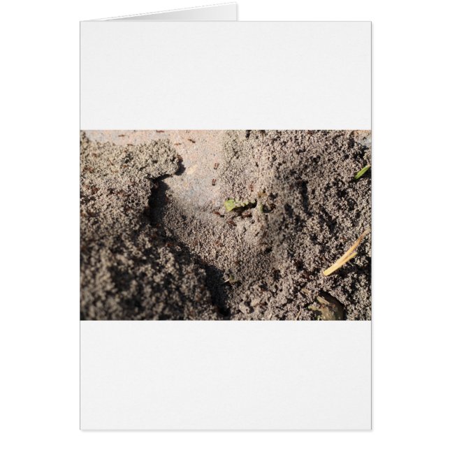 アリが行進に行く (正面)