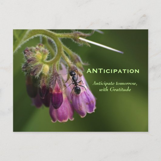 アリと花の感謝のポストカやる気を起こさせるード ポストカード (正面)