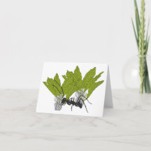 アリのアンドリュー