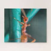 アリのクローズアップ ジグソーパズル (横)