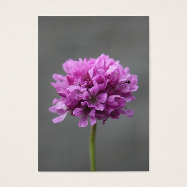 アリの紫色の花 (正面)