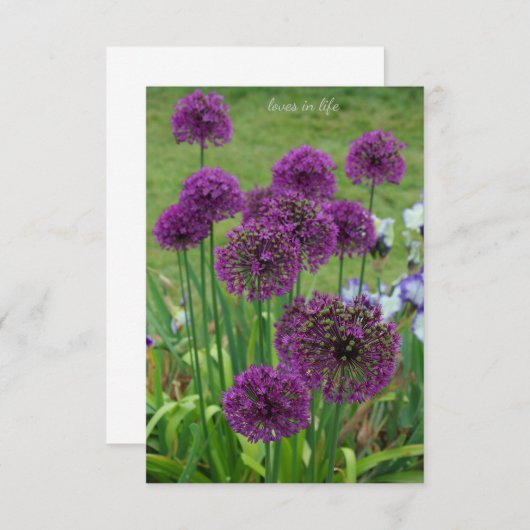 アリウムの束 –  ノートカード (正面/裏面)