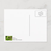 アリウム・アブストラクト ポストカード (裏面)