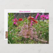 アリウム・シュベルティ ポストカード (正面/裏面)