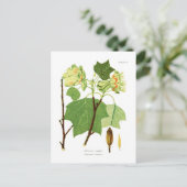 アリオデンドロン ポストカード (スタンド正面)