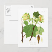 アリオデンドロン ポストカード (正面/裏面)