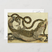 アリゲーターとヘビ, 1730 (カラー版木、銅版、版画) ポストカード (正面/裏面)