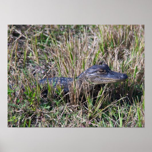 アリゲーターの赤ちゃん 草 フロリダの沼地 写真 ポスター (正面)